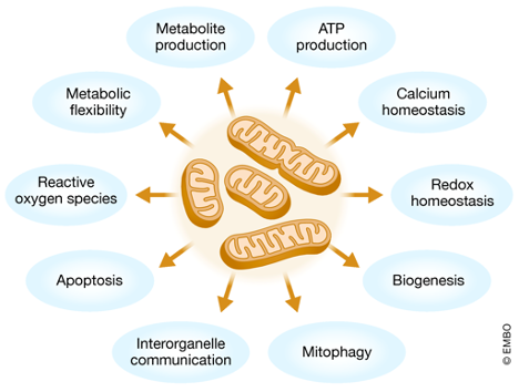 MITOCHONDRIA