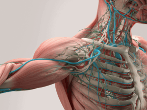 Musculoskeletal Enhancement